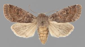 Attēlu rezultāti vaicājumam “Orthosia populeti”