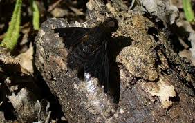 Attēlu rezultāti vaicājumam “Hemipenthes morio”