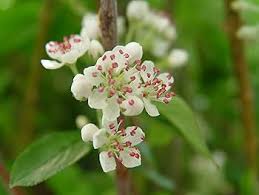 Attēlu rezultāti vaicājumam “Aronia melanocarpa flower”
