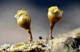 Attēlu rezultāti vaicājumam “Hemitrichia decipiens var. hemitrichoides”