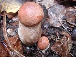 Attēlu rezultāti vaicājumam “Leccinum vulpinum”