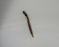 Attēlu rezultāti vaicājumam “Raphidioptera larva”