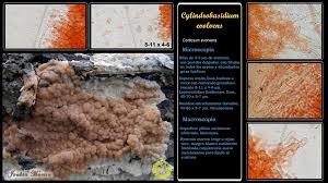 Attēlu rezultāti vaicājumam “Cylindrobasidium evolvens”