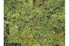 Attēlu rezultāti vaicājumam “Lepidozia reptans”