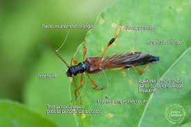 Attēlu rezultāti vaicājumam “Necydalis major”