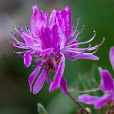 Attēlu rezultāti vaicājumam “Rhododendron canadense”