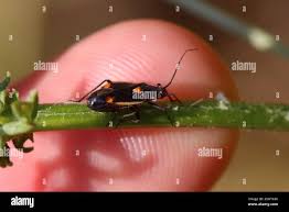 Attēlu rezultāti vaicājumam “Capsodes gothicus”