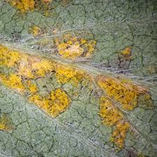 Attēlu rezultāti vaicājumam “Triphragmium ulmariae”