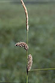 Attēlu rezultāti vaicājumam “Carex lasiocarpa”
