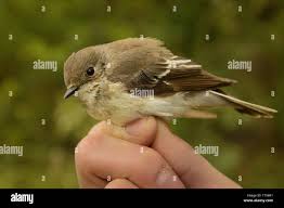 Attēlu rezultāti vaicājumam “Ficedula hypoleuca female”