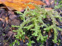 Attēlu rezultāti vaicājumam “Porella cordaeana”