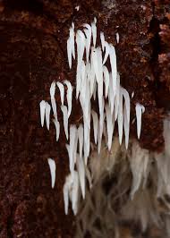 Attēlu rezultāti vaicājumam “Mucronella bresadolae”