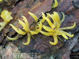 Attēlu rezultāti vaicājumam “Calocera pallidospathulata”