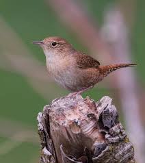 Attēlu rezultāti vaicājumam “Troglodytes troglodytes adult”