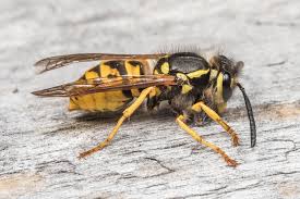 Attēlu rezultāti vaicājumam “Vespula germanica”