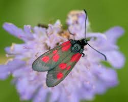 Attēlu rezultāti vaicājumam “Zygaena viciae”