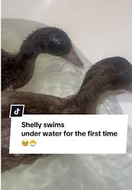 Image result for Aylesbury Ducks Sub Aqua Club