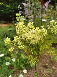 Attēlu rezultāti vaicājumam “Thalictrum lucidum”