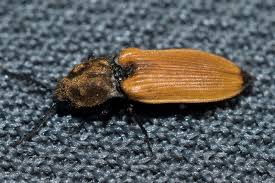 Attēlu rezultāti vaicājumam “Anostirus castaneus”