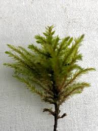 Attēlu rezultāti vaicājumam “Climacium dendroides sporophyte”