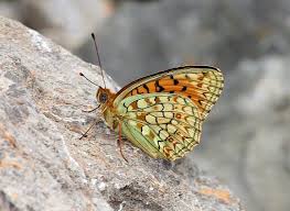 Attēlu rezultāti vaicājumam “Argynnis niobe underside”