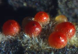 Attēlu rezultāti vaicājumam “Nectria sp., Neonectria sp.”