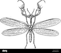 Attēlu rezultāti vaicājumam “Hemerobiidae”