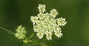 Attēlu rezultāti vaicājumam “Cnidium dubium”