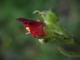 Attēlu rezultāti vaicājumam “Scrophularia umbrosa flower”