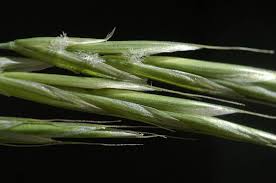 Attēlu rezultāti vaicājumam “Bromopsis inermis”