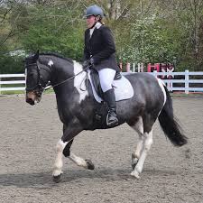 Image result for Elstead Riding Club