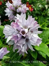 Attēlu rezultāti vaicājumam “Campanula glomerata flower”