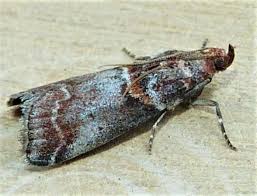 Attēlu rezultāti vaicājumam “Acrobasis advenella”