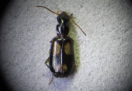 Attēlu rezultāti vaicājumam “Calodromius spilotus”