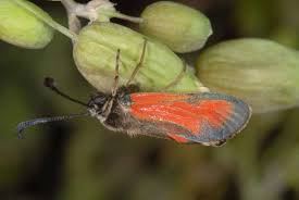 Attēlu rezultāti vaicājumam “Zygaena sp.”