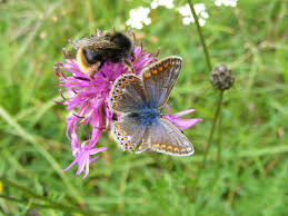 Attēlu rezultāti vaicājumam “Cupido minimus female”