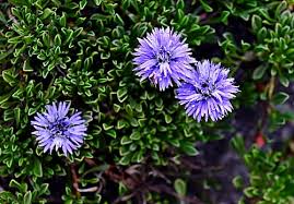 Attēlu rezultāti vaicājumam “Carex globularis flower”