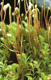 Attēlu rezultāti vaicājumam “Mnium lycopodioides”