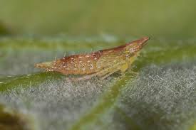 Attēlu rezultāti vaicājumam “Macrosteles nymph”