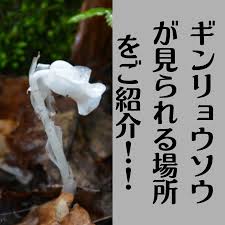 Image result for ギンリョウソウ