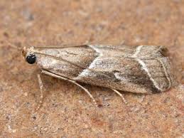 Attēlu rezultāti vaicājumam “Nyctegretis lineana”