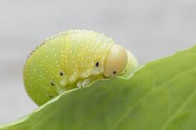 Attēlu rezultāti vaicājumam “Cimbex femoratus larva”