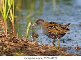 Image result for Porzana pusilla