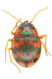 Attēlu rezultāti vaicājumam “Omophron limbatum”