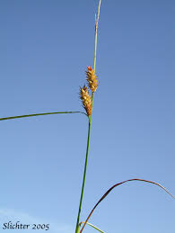Attēlu rezultāti vaicājumam “Carex vesicaria”