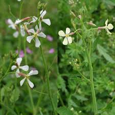 Attēlu rezultāti vaicājumam “Raphanus raphanistrum flower”