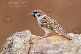Attēlu rezultāti vaicājumam “Passer montanus adult”