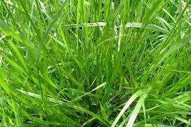 Attēlu rezultāti vaicājumam “Festuca altissima leaf”