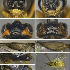 Attēlu rezultāti vaicājumam “Euura pedunculi”