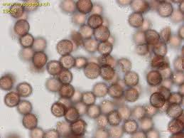 Attēlu rezultāti vaicājumam “Physarum leucophaeum stalked”